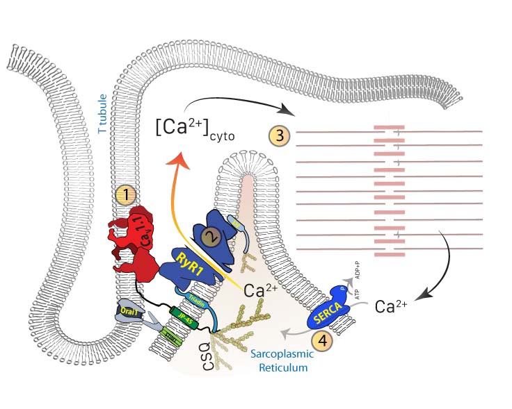 Carlo Manno Lab Figure01