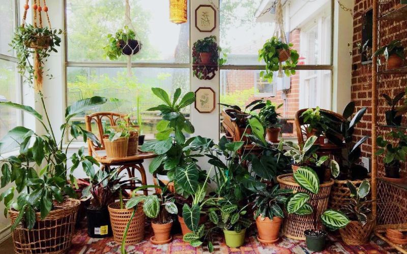 A sunroom with a variety of large potted plants