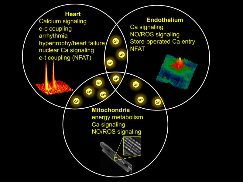 Cardiac physiology